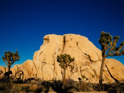 Joshua Trees, Arizona 2016 (foto: Harold Pelgrom)