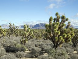Joshua Trees, Arizona 2016 (foto: Harold Pelgrom)