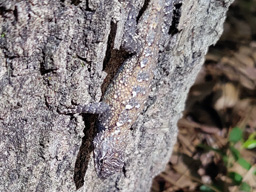 Camouflaged lizard, Florida 2024 (foto: Harold Pelgrom)