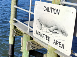 Manatee (zeekoeien) area in Kings Bay Park in Crystal River, Florida 2024 (foto: Harold Pelgrom)