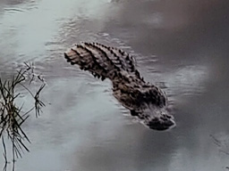 Sundown at lake with alligators, Everglades, Florida 2024 (foto: Harold Pelgrom)