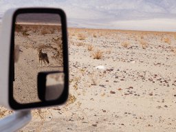 Coyote (prariewolf) in Death Valley, California, 2017 (foto: Harold Pelgrom)